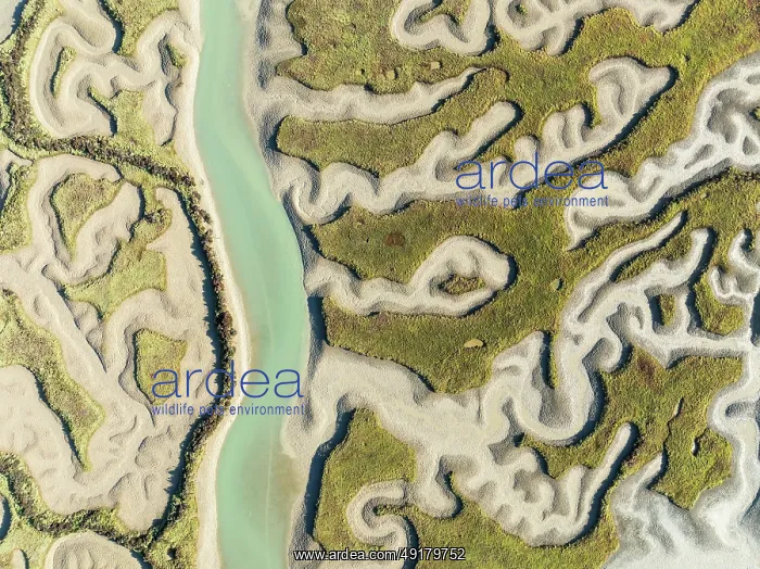 : Network of channels and streams at low tide : Network of channels and streams at low tide