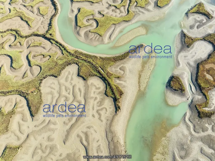 : Network of channels and streams at low tide : Network of channels and streams at low tide