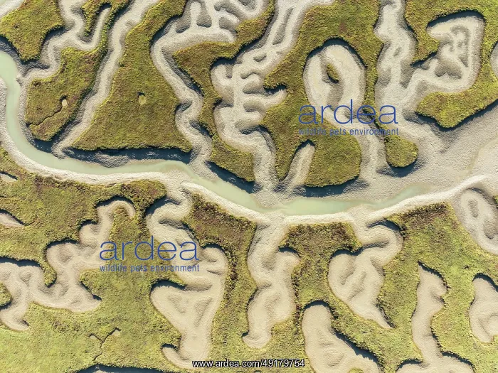 : Network of channels and streams at low tide : Network of channels and streams at low tide