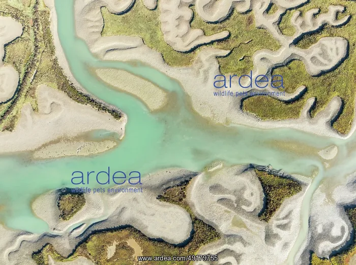 : Network of channels and streams at low tide : Network of channels and streams at low tide