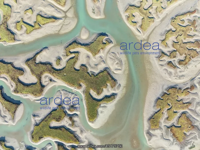 : Network of channels and streams at low tide : Network of channels and streams at low tide