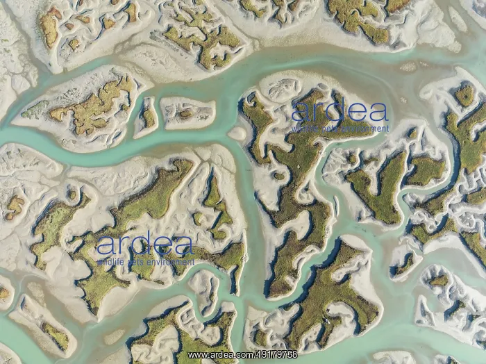 : Network of channels and streams at low tide : Network of channels and streams at low tide