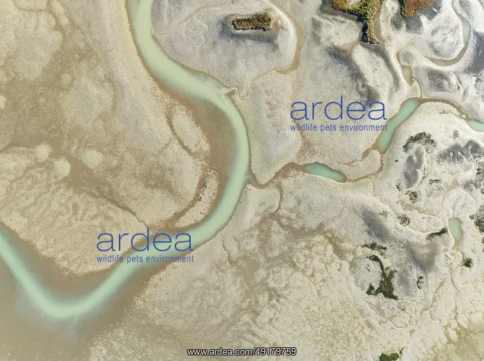 : Network of channels and streams at low tide : Network of channels and streams at low tide