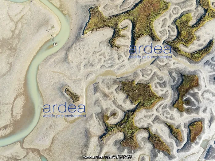 : Network of channels and streams at low tide : Network of channels and streams at low tide
