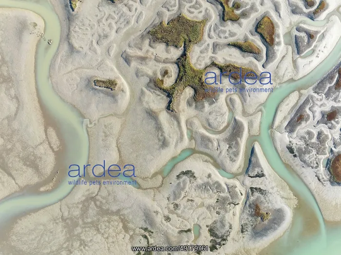 : Network of channels and streams at low tide : Network of channels and streams at low tide
