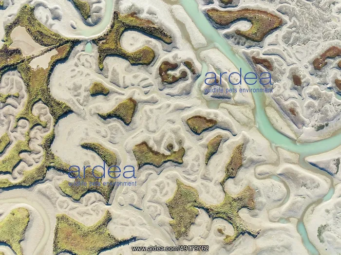 : Network of channels and streams at low tide : Network of channels and streams at low tide
