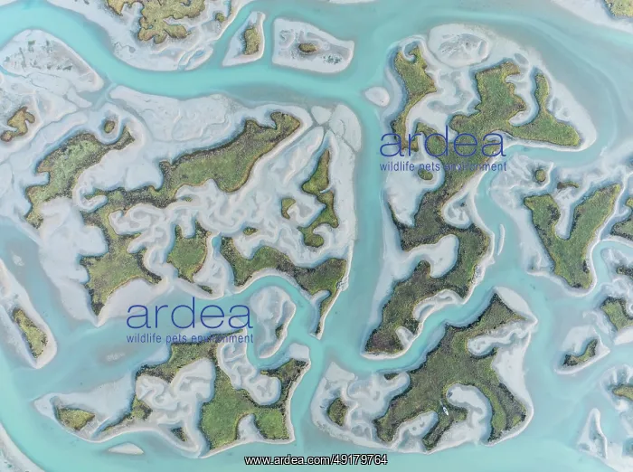 : Network of channels and streams at low tide : Network of channels and streams at low tide