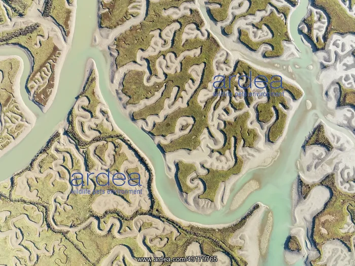 : Network of channels and streams at low tide : Network of channels and streams at low tide