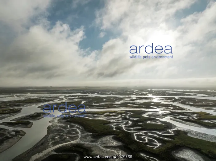 : Network of channels and streams at low tide : Network of channels and streams at low tide