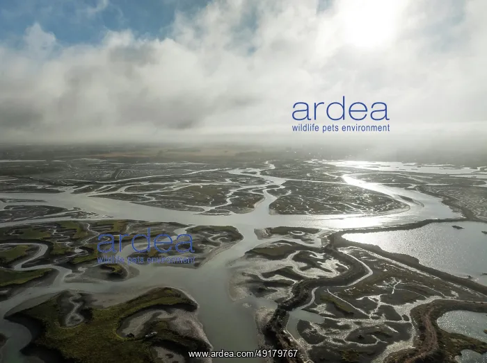 : Network of channels and streams at low tide : Network of channels and streams at low tide