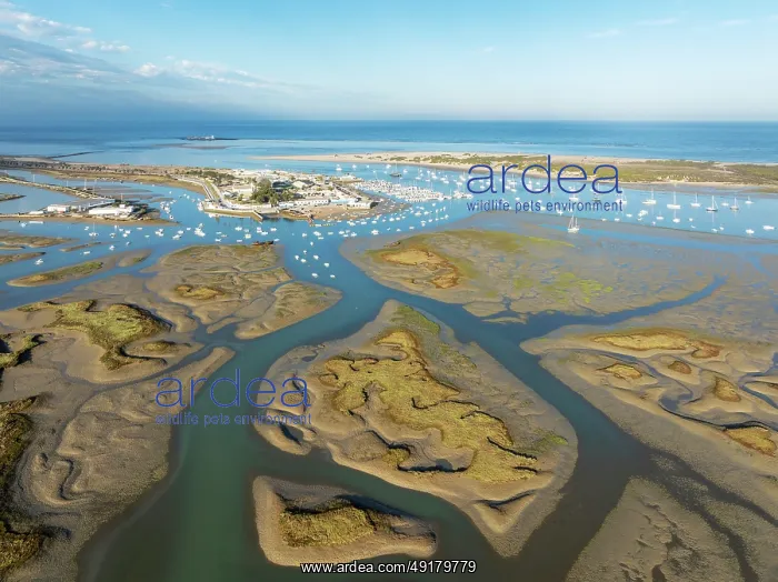  : Network of channels and streams at low tide and the fishing village of Sancti Petri at the Atlantic Ocean