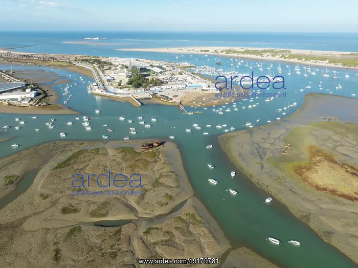 : Network of channels and streams at low tide and the fishing village of Sancti Petri at the Atlantic Ocean : Network of channels and streams at low tide and the fishing village of Sancti Petri at the Atlantic Ocean