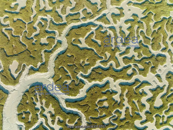 : Network of dry channels and streams at low tide : Network of dry channels and streams at low tide