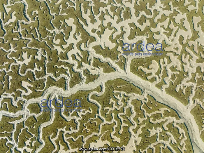 : Network of dry channels and streams at low tide : Network of dry channels and streams at low tide