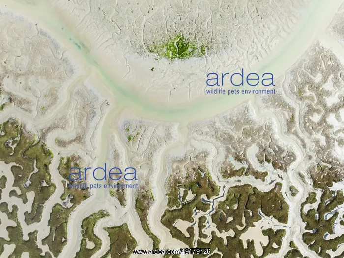 : Network of dry channels and streams at low tide : Network of dry channels and streams at low tide