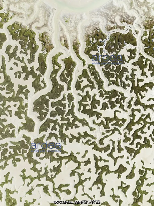 : Network of dry channels and streams at low tide : Network of dry channels and streams at low tide