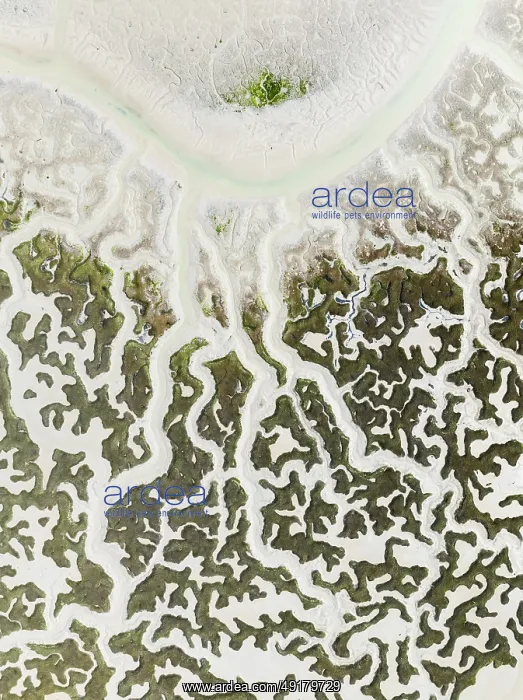 : Network of dry channels and streams at low tide : Network of dry channels and streams at low tide