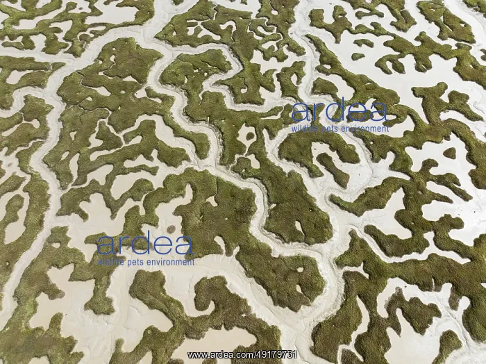 : Network of dry channels and streams at low tide : Network of dry channels and streams at low tide