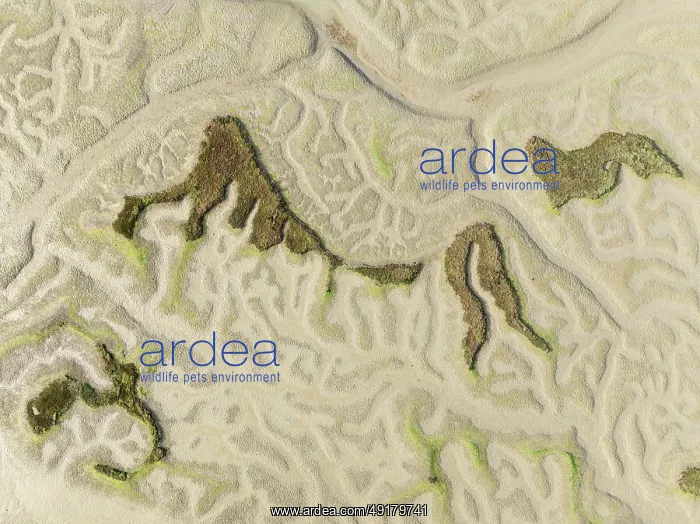 : Network of dry channels and streams at low tide : Network of dry channels and streams at low tide