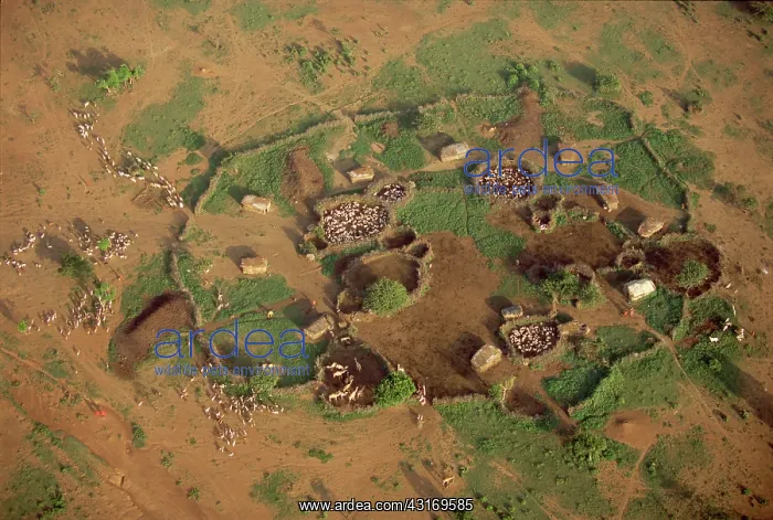  : Network of Maasai thorn bomas protecting domestic stock (c