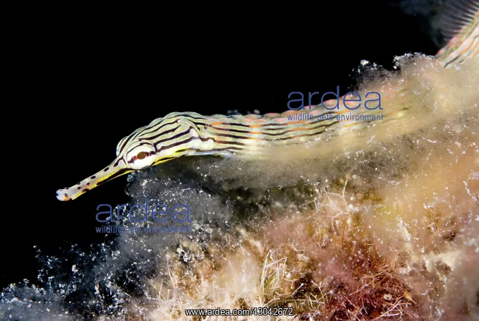  : Network Pipefish