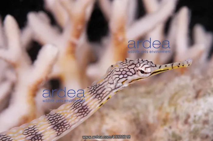 : Network Pipefish : Network Pipefish