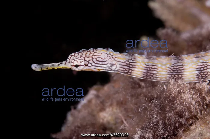 : Network Pipefish : Network Pipefish