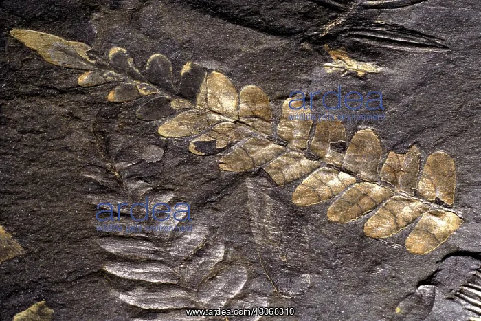 : Neuropteris & Alethopteris Fossils : Neuropteris & Alethopteris Fossils