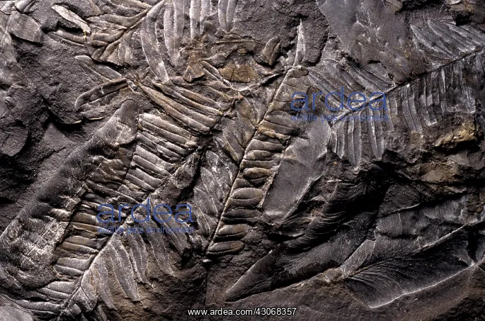 : Neuropteris & Alethopteris Fossils : Neuropteris & Alethopteris Fossils