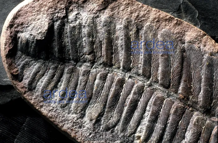 : Neuropteris Fossil : Neuropteris Fossil