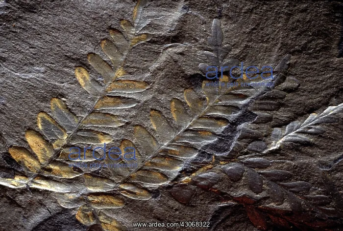 : Neuropteris Fossil : Neuropteris Fossil