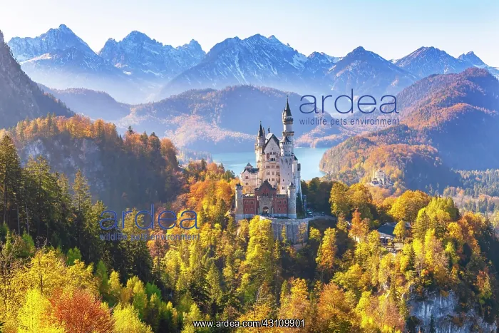 : Neuschwanstein Castle in autumn, Alpsee behind : Neuschwanstein Castle in autumn, Alpsee behind