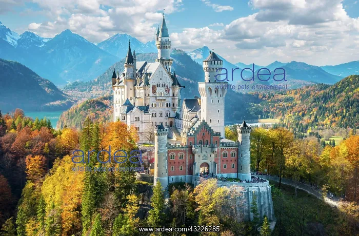 : Neuschwanstein Castle in autumn, Alpsee behind : Neuschwanstein Castle in autumn, Alpsee behind