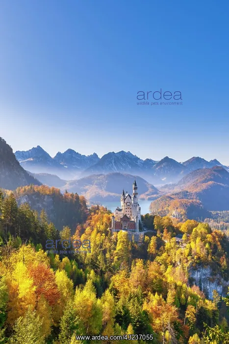  : Neuschwanstein Castle in autumn, Alpsee behind