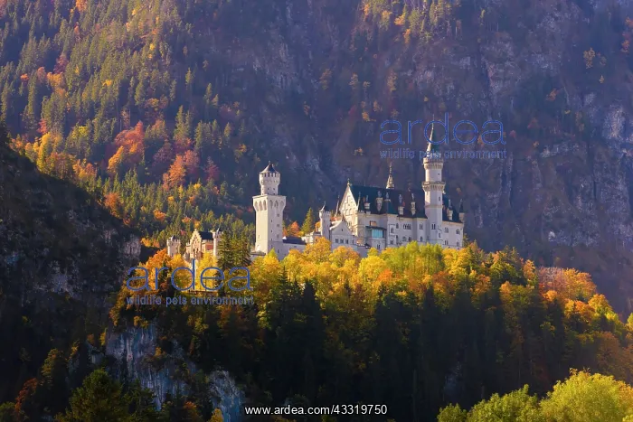 : Neuschwanstein Castle in autumn, near F&, x33ce5bac; : Neuschwanstein Castle in autumn, near F&, x33ce5bac;