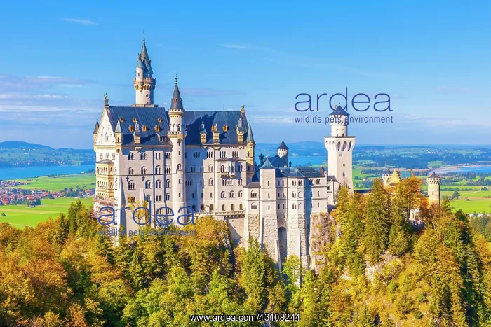 : Neuschwanstein Castle in autumn, Schwangau, East : Neuschwanstein Castle in autumn, Schwangau, East