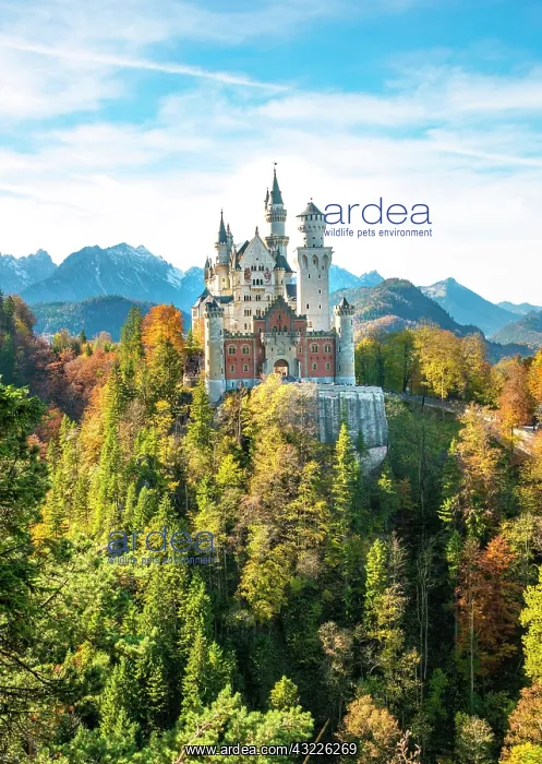 : Neuschwanstein Castle in autumn, Schwangau, East : Neuschwanstein Castle in autumn, Schwangau, East