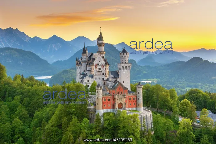 : Neuschwanstein Castle, near Fassen, Ostallgcu, Allgcu : Neuschwanstein Castle, near Fassen, Ostallgcu, Allgcu