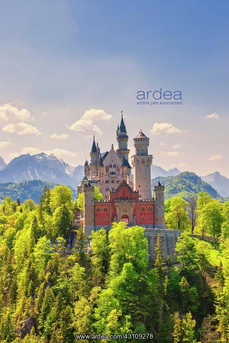 : Neuschwanstein Castle, near Fassen, Ostallgcu, Allgcu : Neuschwanstein Castle, near Fassen, Ostallgcu, Allgcu