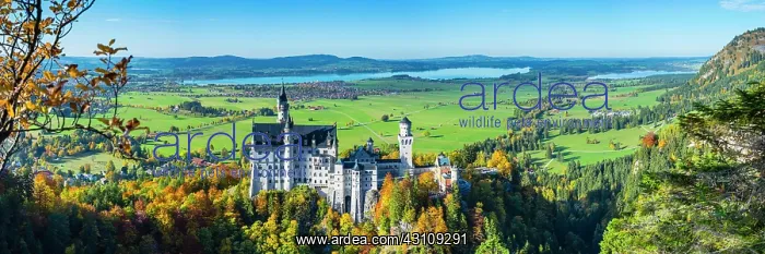 : Neuschwanstein Castle near Hohenschwangau, Romantic : Neuschwanstein Castle near Hohenschwangau, Romantic