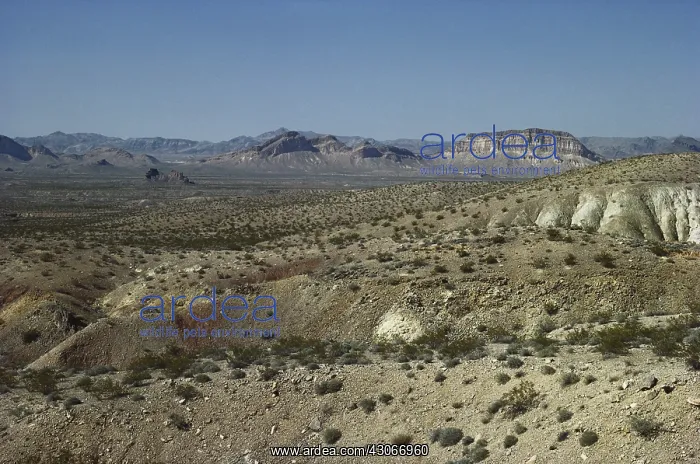 : Nevada Desert : Nevada Desert