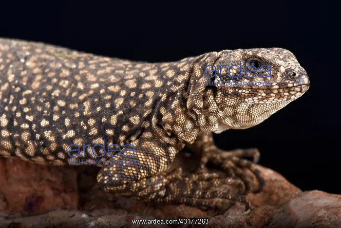 : Nevado mountain lizard (Phymaturus nevadoi), Mendoza : Nevado mountain lizard (Phymaturus nevadoi), Mendoza