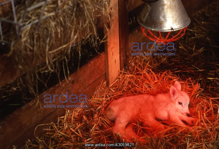 : New born abnormal lamb with 6 paws Belgium : New born abnormal lamb with 6 paws Belgium