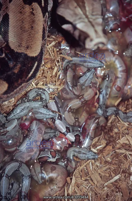 : New Born Red-tail Boa Constrictors : New Born Red-tail Boa Constrictors