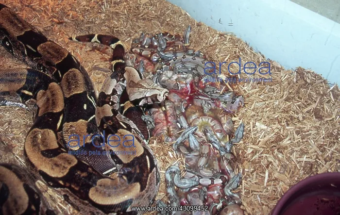: New Born Red-tail Boa Constrictors : New Born Red-tail Boa Constrictors