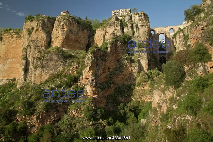 : The new bridge and high conglomerate cliffs at Ronda : The new bridge and high conglomerate cliffs at Ronda