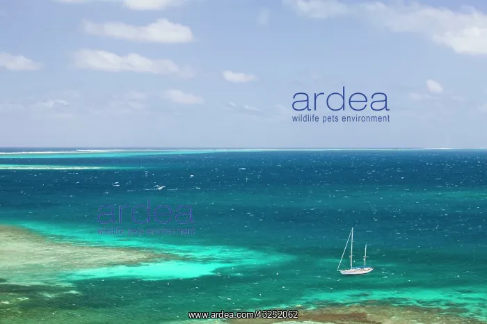: New Caledonia, Amedee Islet. Amedee Islet : New Caledonia, Amedee Islet. Amedee Islet