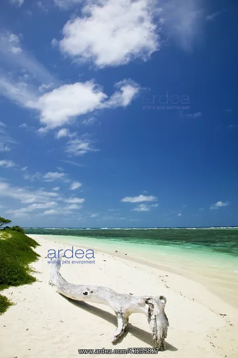 : New Caledonia, Amedee Islet. Amedee Islet : New Caledonia, Amedee Islet. Amedee Islet
