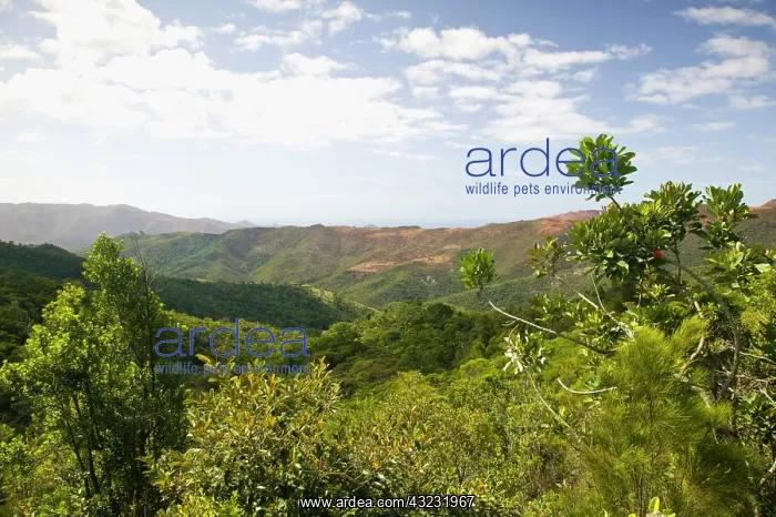 : New Caledonia, Central Grande Terre Island : New Caledonia, Central Grande Terre Island
