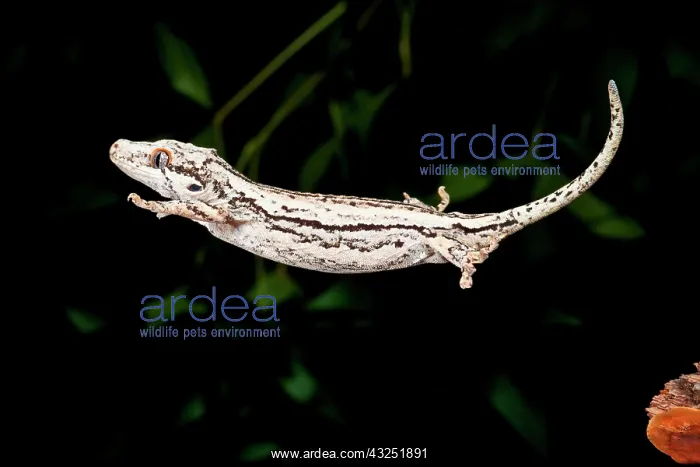 : New Caledonia Gargoyle Gecko, Rhacodactylus : New Caledonia Gargoyle Gecko, Rhacodactylus